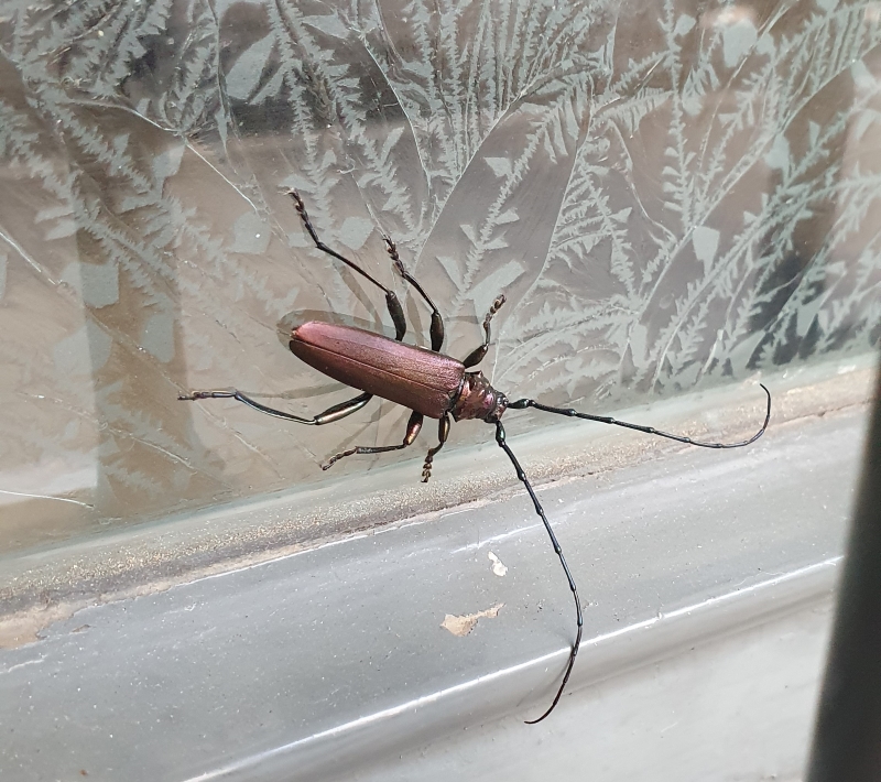 Ein Käfer auf der Haustür