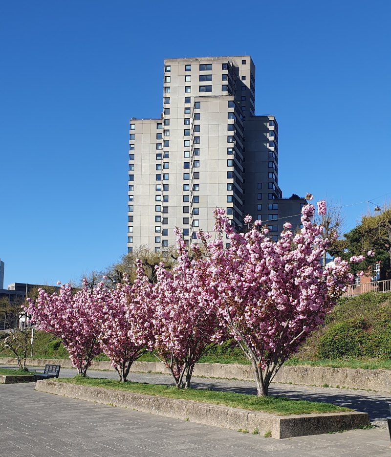 Kirschblüte am Rhein